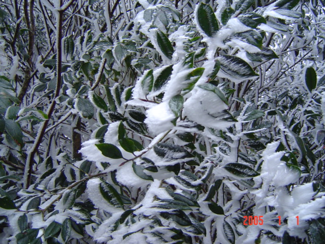 霧淞