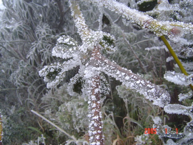 霧淞