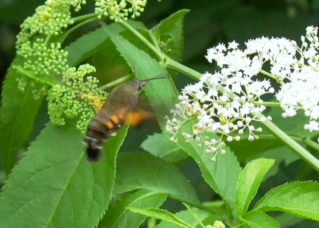 moth or humming bird?