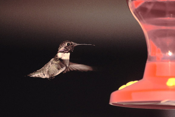 圖中蜂鳥應為 Black-chinned Hummingbird 未成年雄鳥。
市面上賣的花蜜粉加水都變成鮮紅色，因為蜂鳥特別容易被紅色吸引。