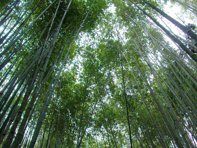 Syakaro 霞喀羅
