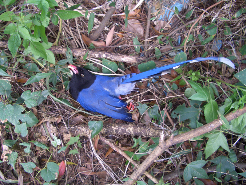 藍鵲遺體1