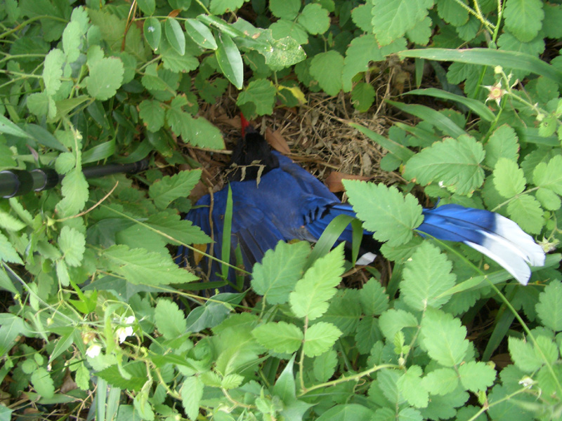 藍鵲遺體2