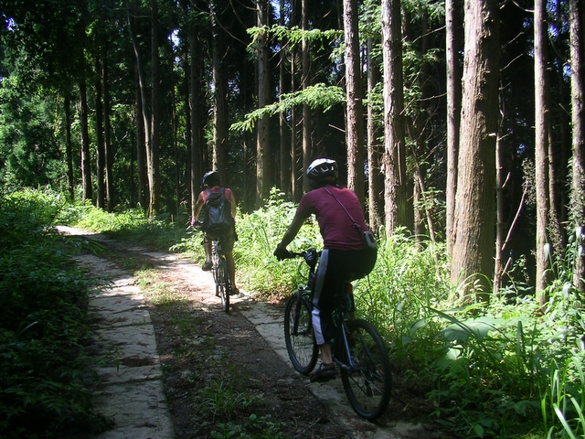 登山口前的林蔭大道