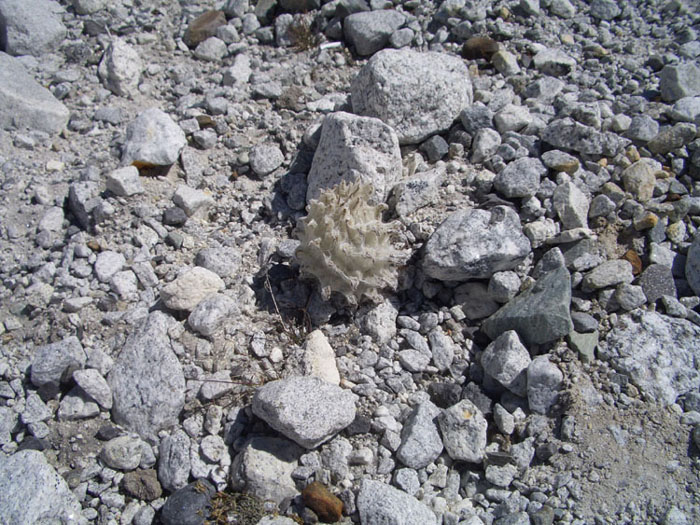 白色的喜馬拉雅雪蓮. 發現於5300m~5700m處