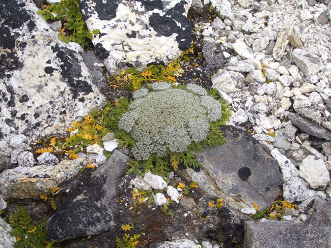 地面有可愛的小植物(似乎叫作"點狀墊地梅"). 發現於5700m處