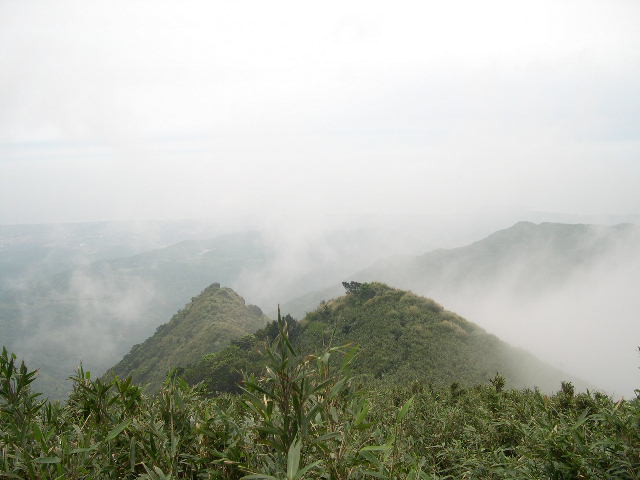 遍山箭竹