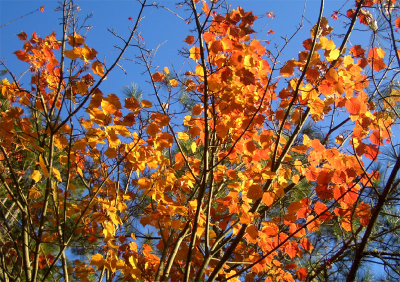 紅色的楓葉