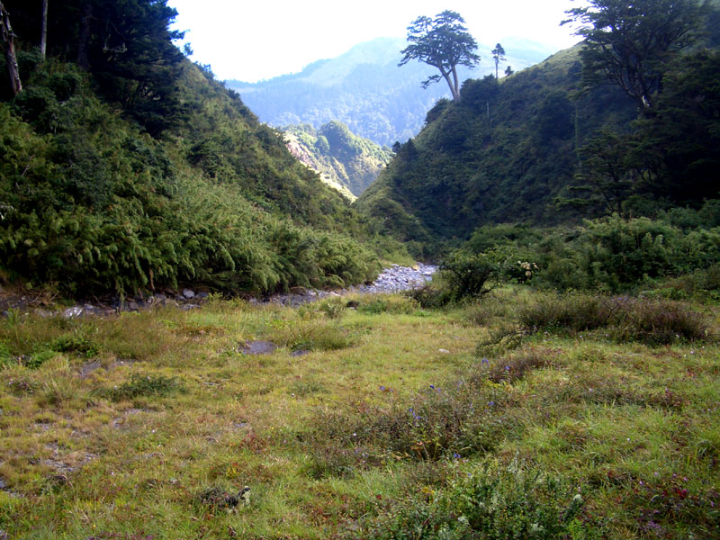 溪邊草地