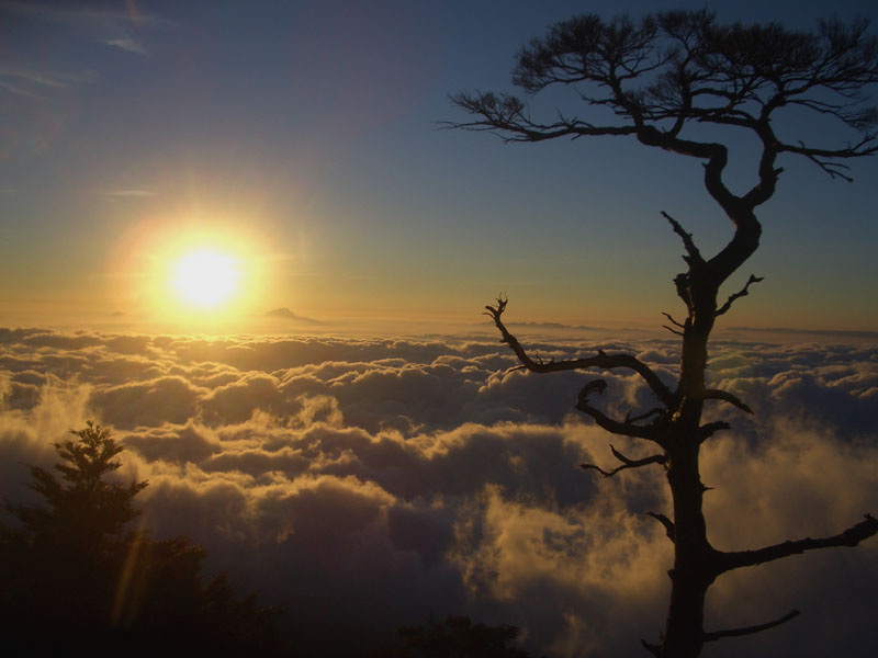 雲海的兩邊, 熱力四射的太陽與孤獨靜立的樹木相對望