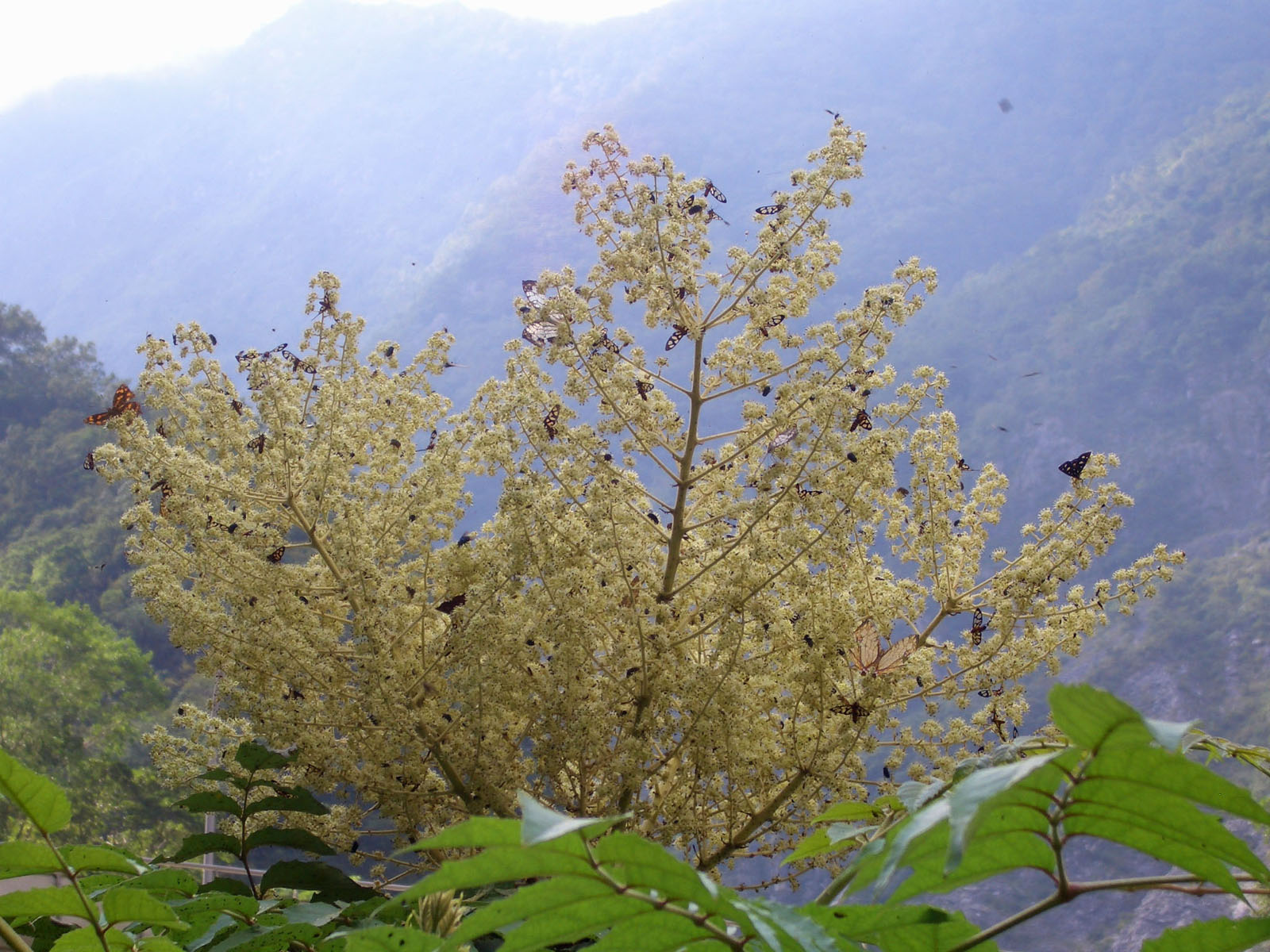 花叢中停滿了蝴蝶蜜蜂