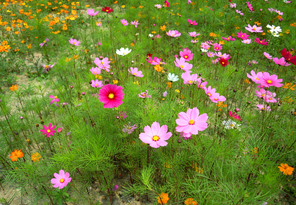 波斯菊