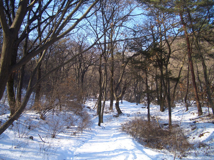 北漢山積雪的樹林