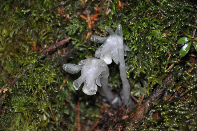 晶瑩剔透水晶蘭