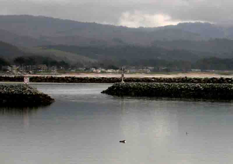 防波堤口好整以暇的潛鳥 Common Loon (Gavia immer)