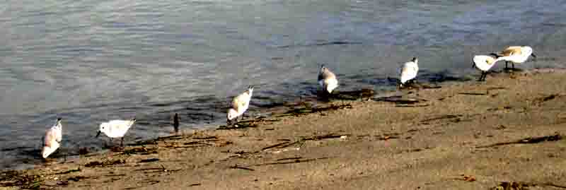 慌慌張張追著潮線覓食的三趾鷸 Sanderling (Calidris alba)