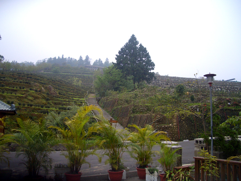 台大茶園
