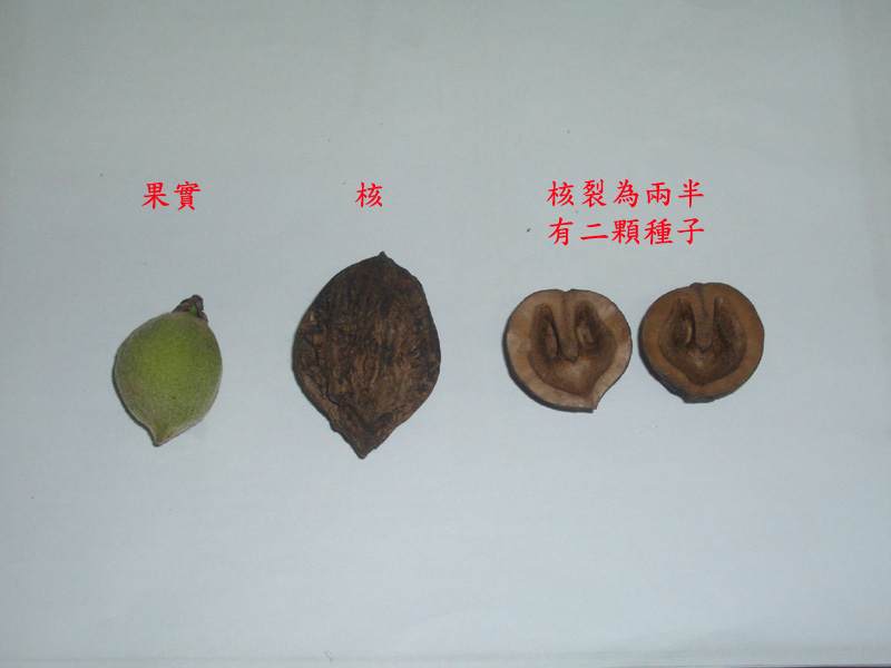 八通關古道上有台灣胡桃.