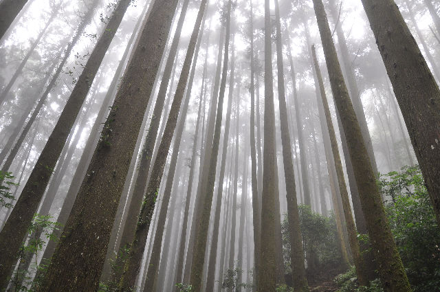 加里山柳杉成林