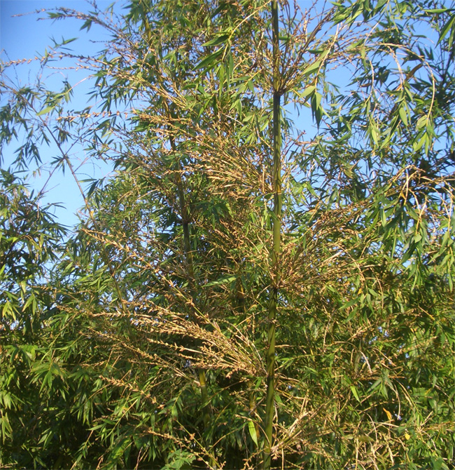 竹子開花