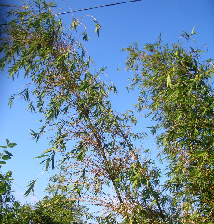 竹子開花