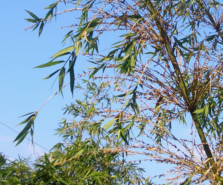 竹子開花
