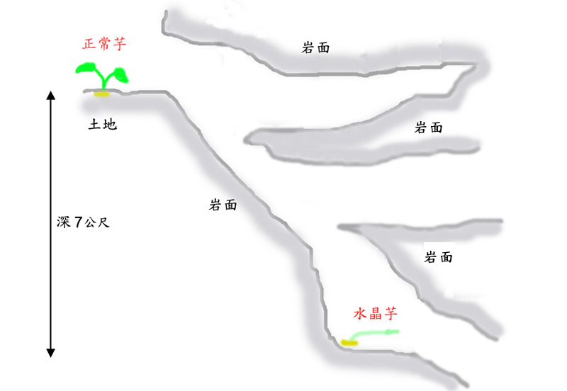 剖面圖, 描述 "水晶芋" 生長的地方