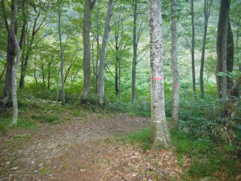 走山徑下山, 轉彎處的樹幹有綁一圈紅帶子(當路標?)