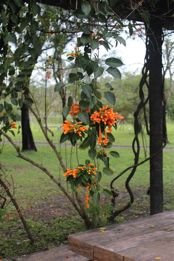 炮仗花開迎新年