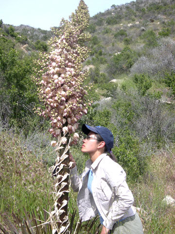 83曾逸文和“上帝的蠟燭”Anza-Borrego SP