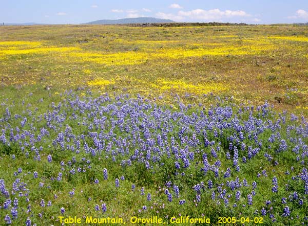桌山上野花織成的桌布 Table Mountain, Oroville