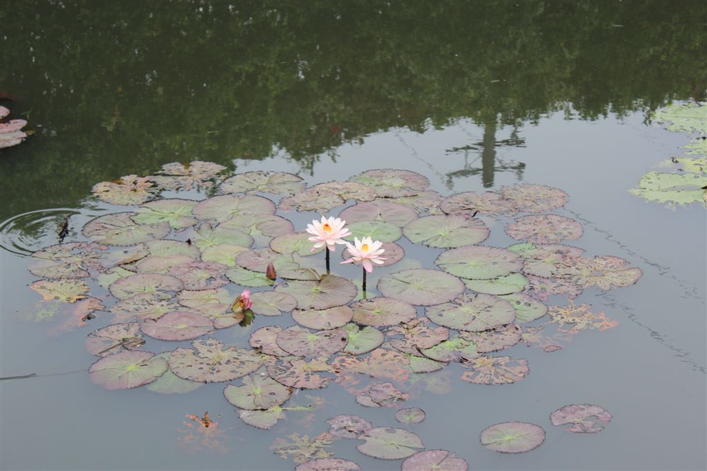 不染的花朵!