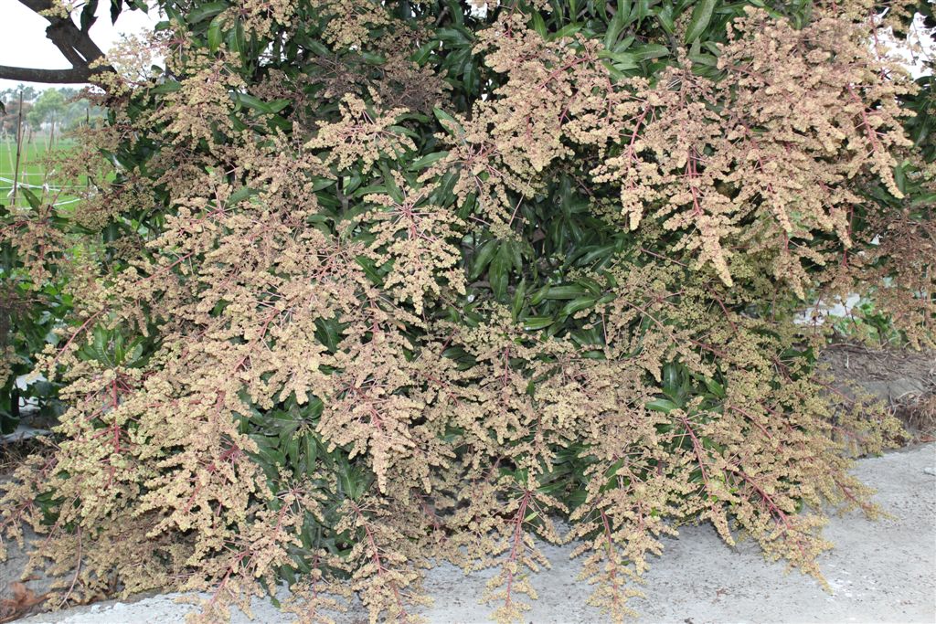愛文芒果花盛開中。