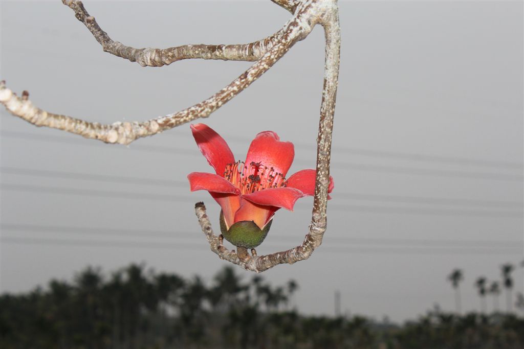 木棉花二