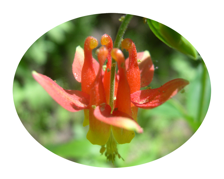 野花盛開，這是有名的科倫拜花（Columbine）