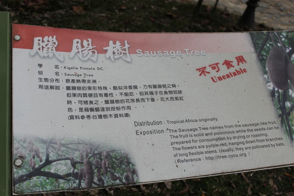 是否怕被遊客摘光?長生不老...