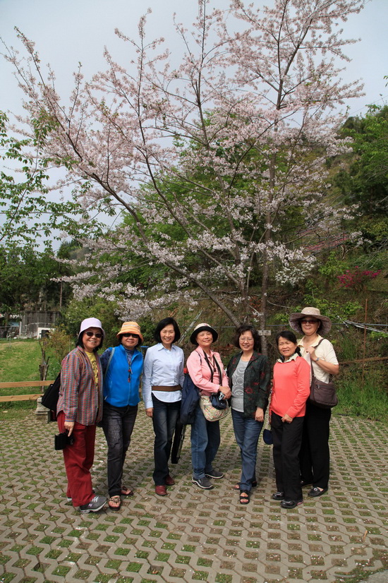 我們第一站去恩愛農場，千島櫻已長嫩葉，據說繁花盛開時，美景不輸武陵農場。可惜我們去晚了，只剩一棵白色雪舞櫻，還有幾棵正含苞待放的白妙櫻、松月櫻、以及帝王櫻〈老闆說的〉。
