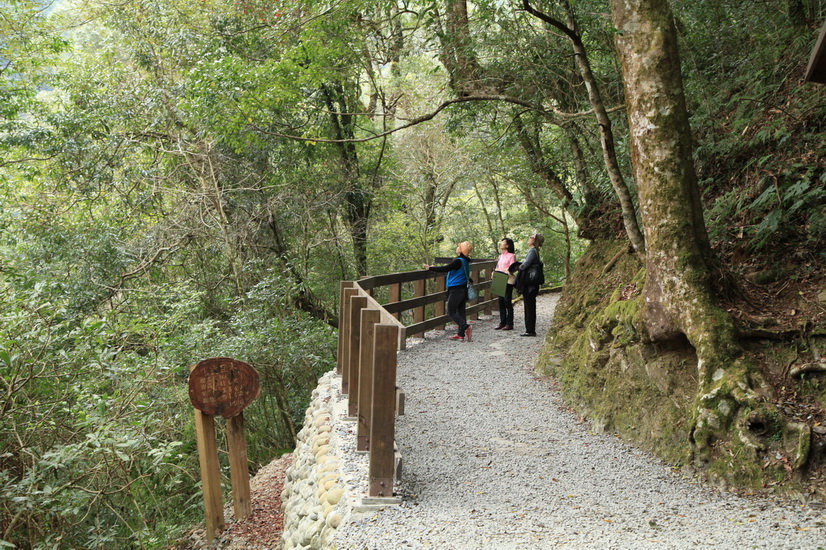 第二天早上走拉拉山神木群步道
