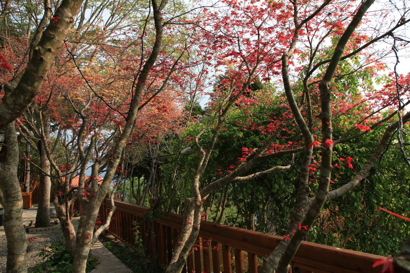 和風山莊門口一排日本槭