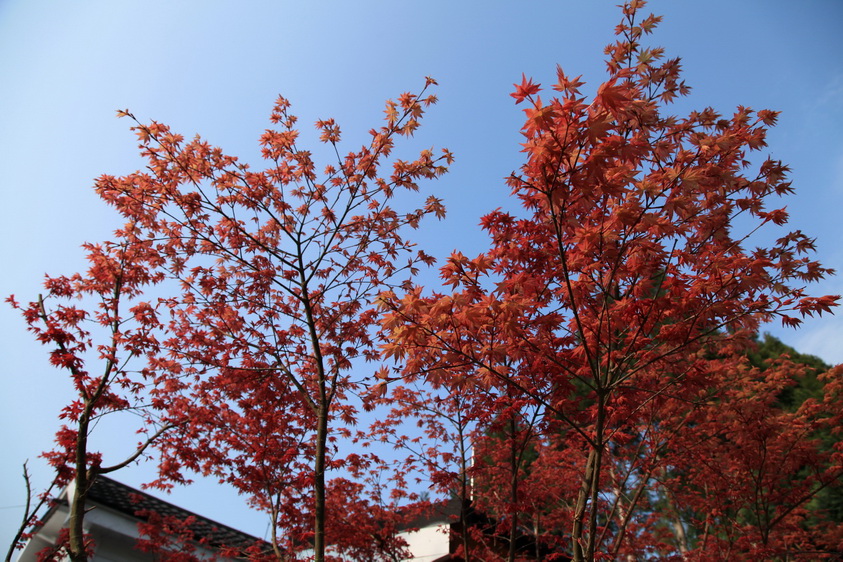 春有楓紅