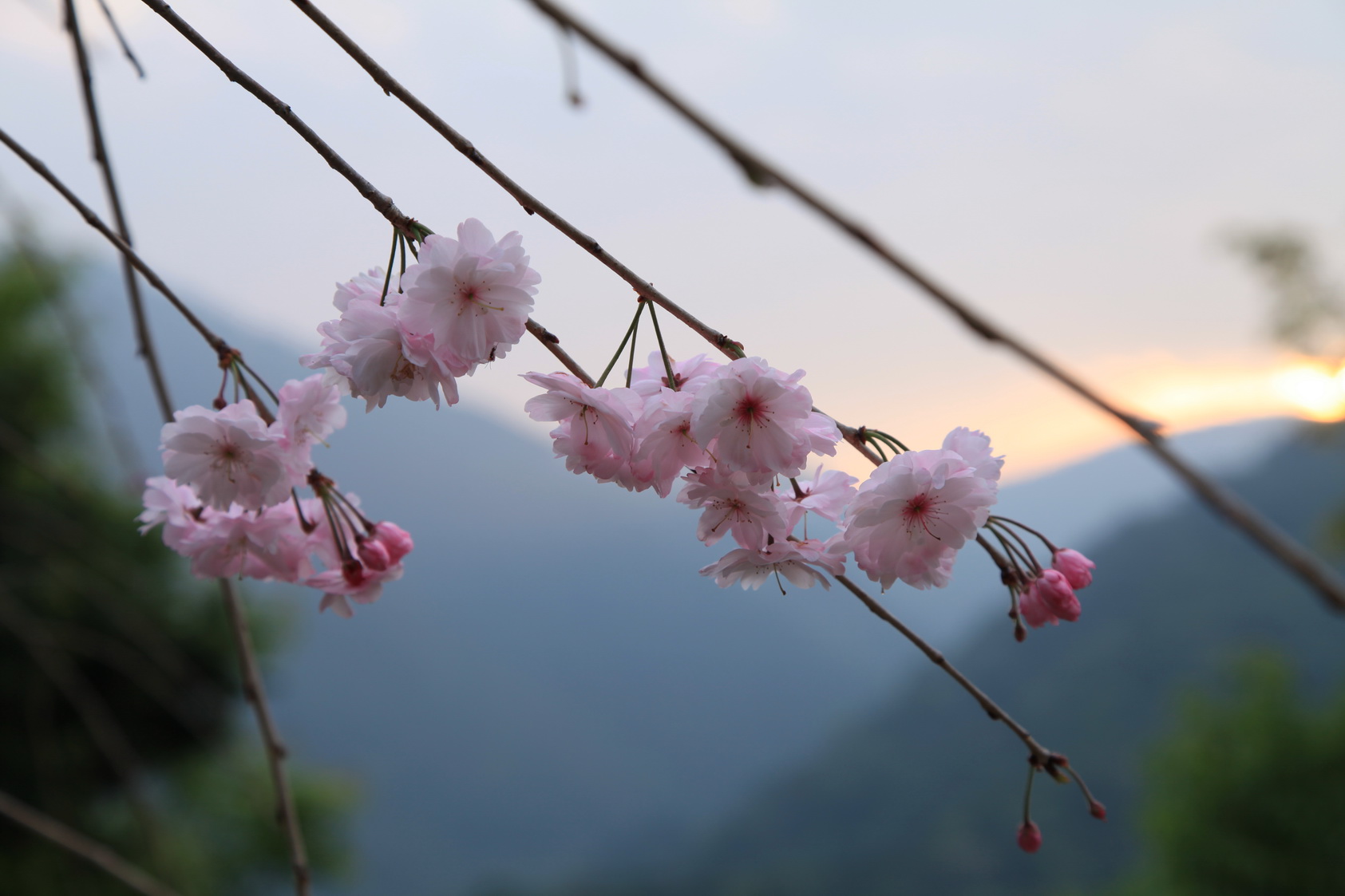 枝垂櫻