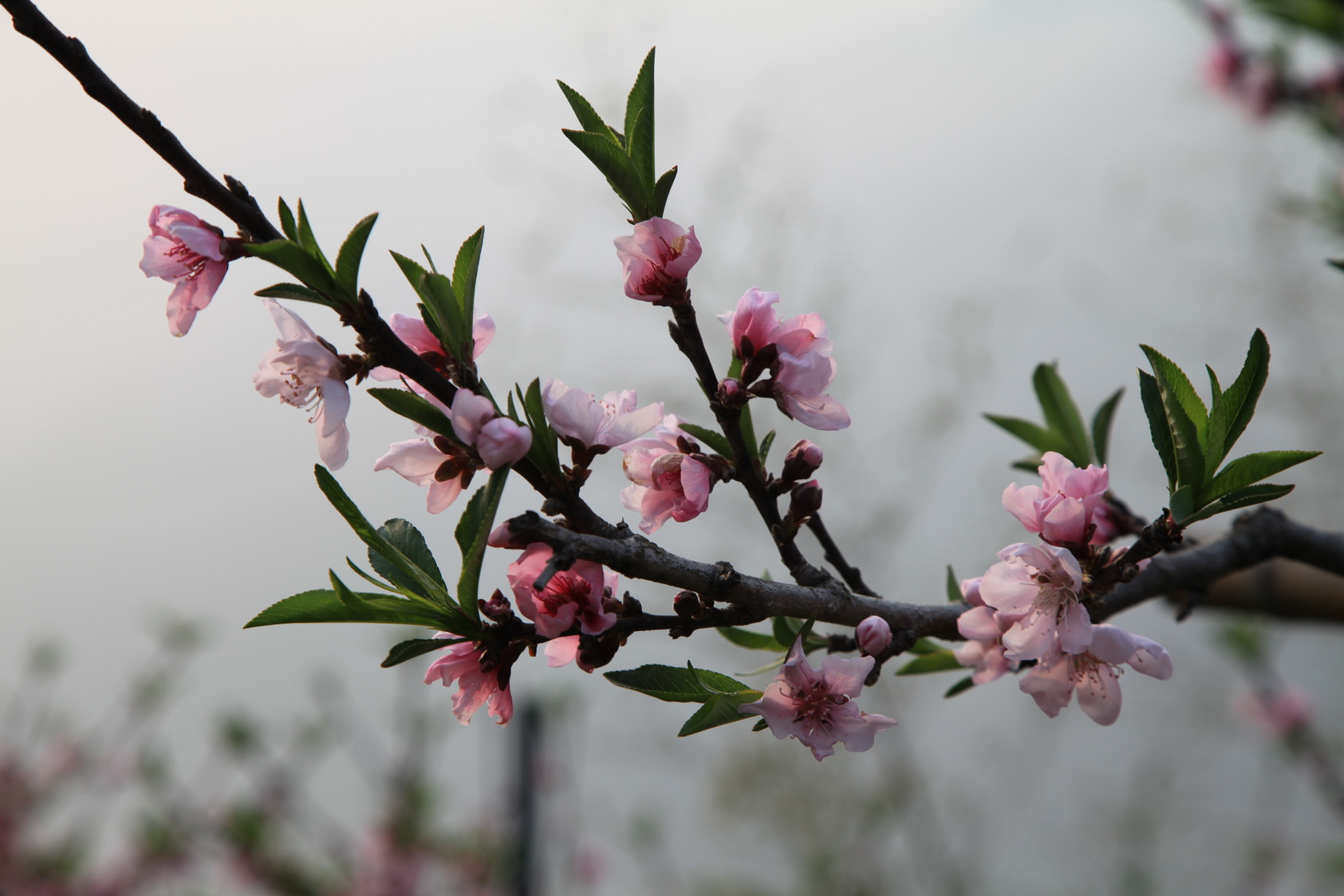 水蜜桃花