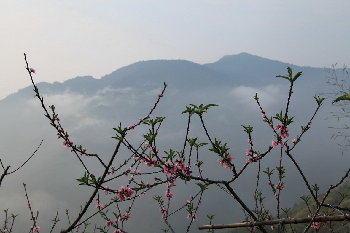 水蜜桃花--2