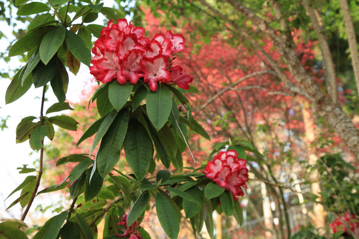 石楠杜鵑碩大的花