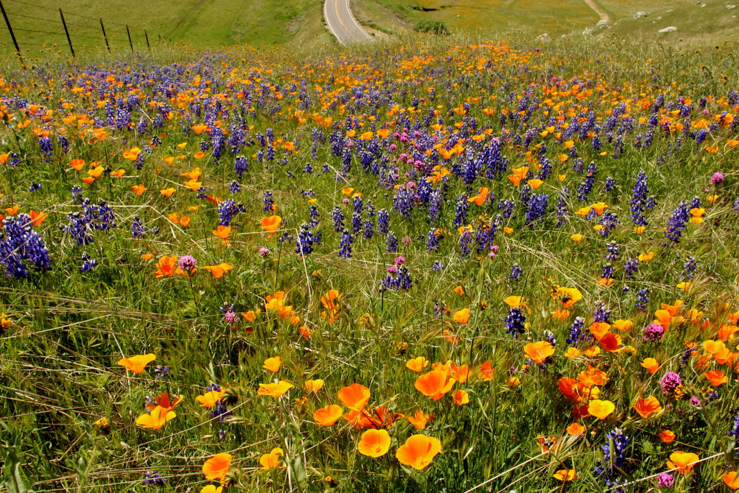 熊山道野花之九