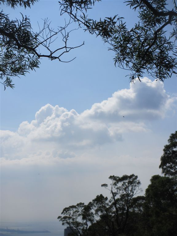 雲姿舞樹影