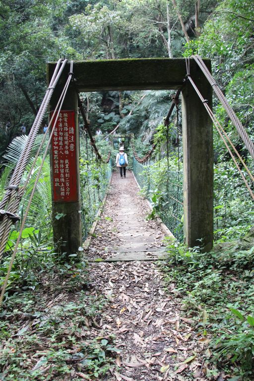 步道會經過三個吊橋，沿途可認識許多藥用植物