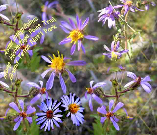 紫色的野菊花，俗名Thickstem Aster（學名Aster integrifolius）