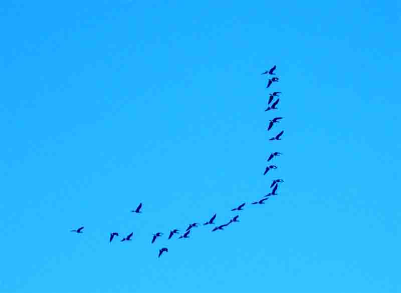 「人」字形編隊的海鸕鶿 Pelagic Cormorant