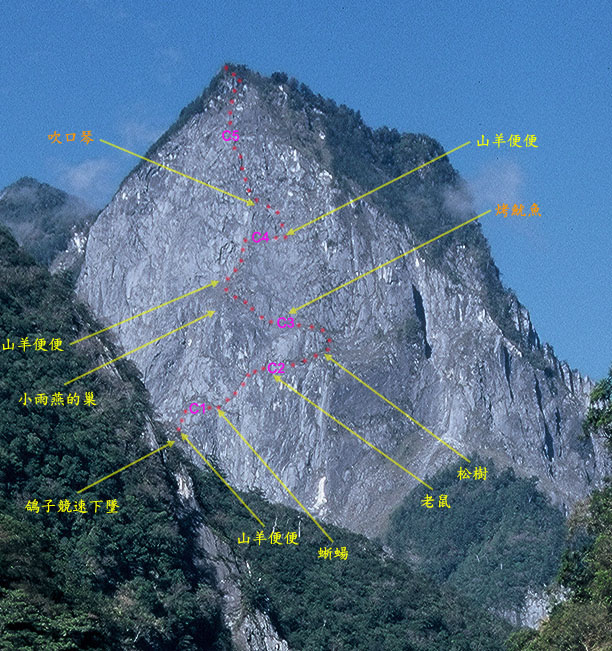 大岩壁上有不少生物活動